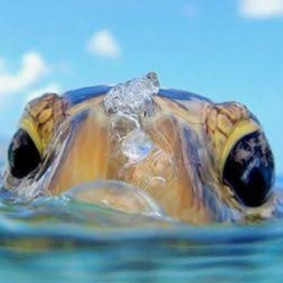 Meet your Posher, Tyne - Picture 1 of 1